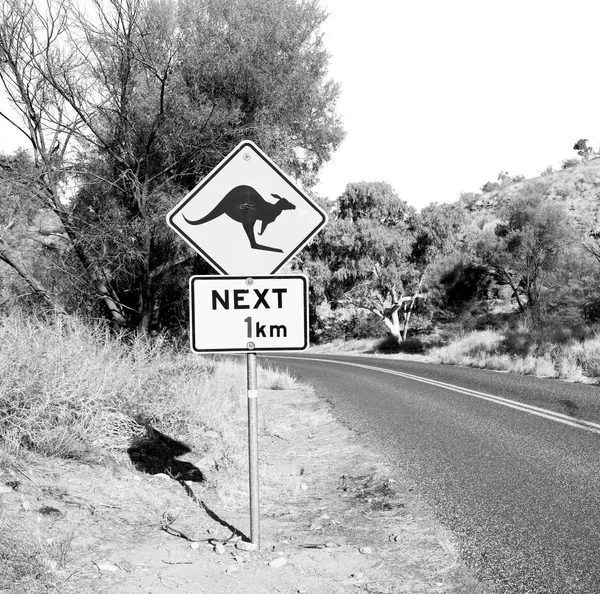 Ausztráliában a jel, a vad kenguru — Stock Fotó