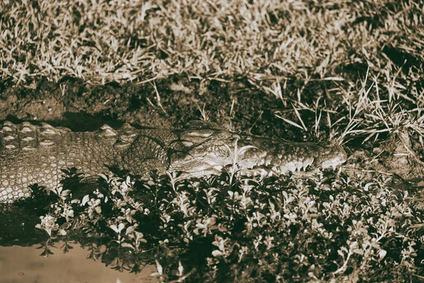 Nehirde içinde Avustralya sürüngen timsah — Stok fotoğraf