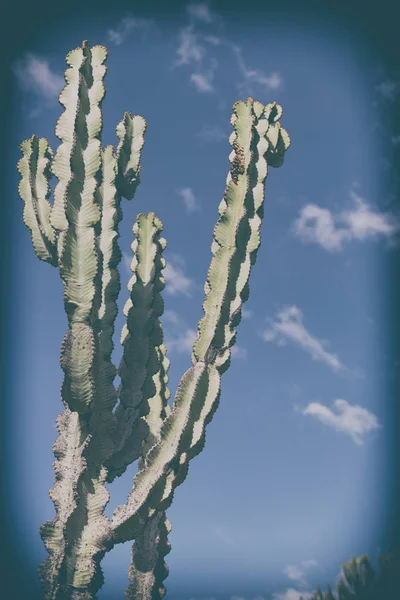 W niebo jak backround streszczenie Kaktus roślina — Zdjęcie stockowe