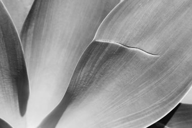 doku ve yaprakları arka plan yakın çekim