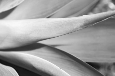 doku ve yaprakları arka plan yakın çekim