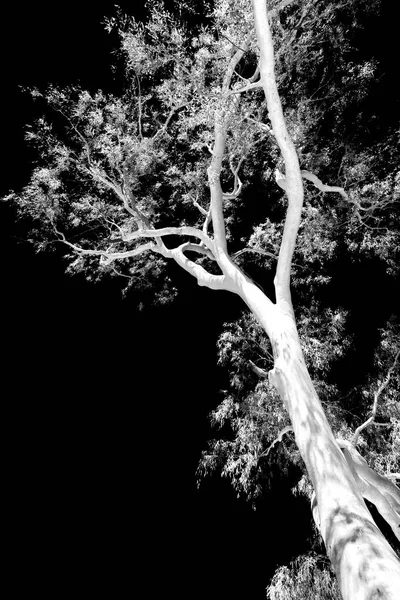 Outback Austrália Árvore Folha Céu Claro — Fotografia de Stock