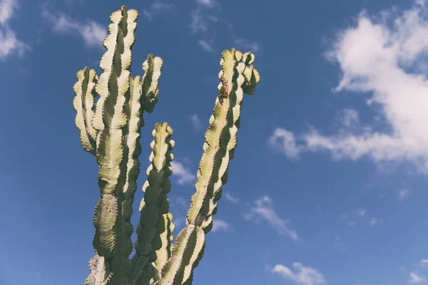 在天空像背景抽象仙人掌植物 — 图库照片