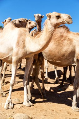 Doğal görünümü ile Danakil, Etiyopya, Afrika çöl geçmekte deve karavan 