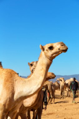 deve satmaya hazır ve doğa arka plan eski pazar birçok Danakil Etiyopya Afrika'da