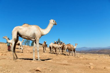 deve satmaya hazır ve doğa arka plan eski pazar birçok Danakil Etiyopya Afrika'da