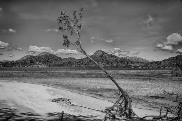 In der schönen Insel cosatline und Baum — Stockfoto