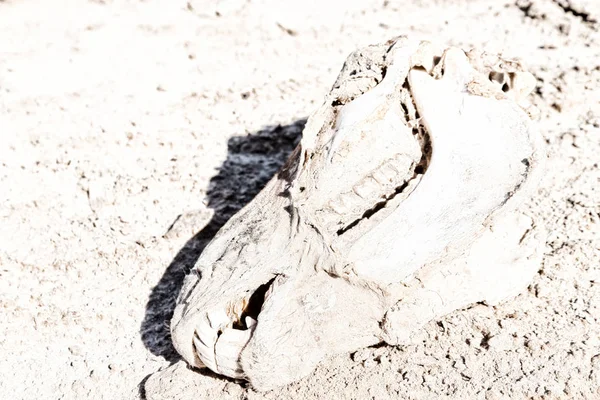 Vista Superior Cabeza Muerta Camello Desierto Sal — Foto de Stock