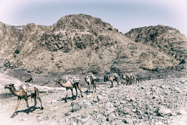 Vista Panoramica Carovana Con Cammelli Che Attraversano Deserto Danakil Etiopia — Foto Stock