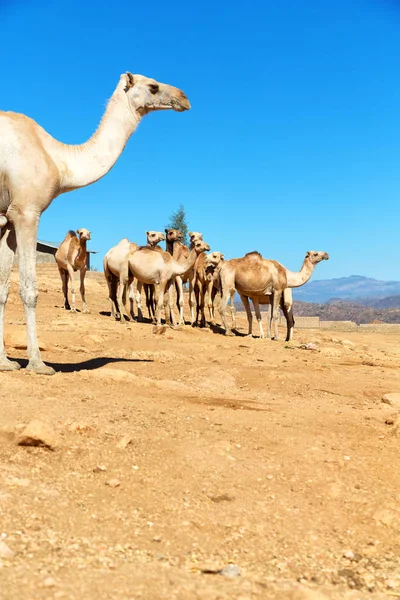 Vista Panorâmica Caravana Com Camelos Atravessando Deserto Danakil Etiópia África — Fotografia de Stock