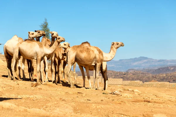 Vista Panorâmica Caravana Com Camelos Atravessando Deserto Danakil Etiópia África — Fotografia de Stock