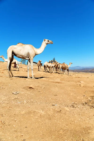 Malebný Pohled Caravan Velbloudy Přes Poušť Africe Danakil Etiopii — Stock fotografie