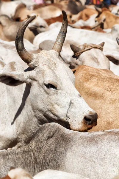 На животном рынке много быков — стоковое фото