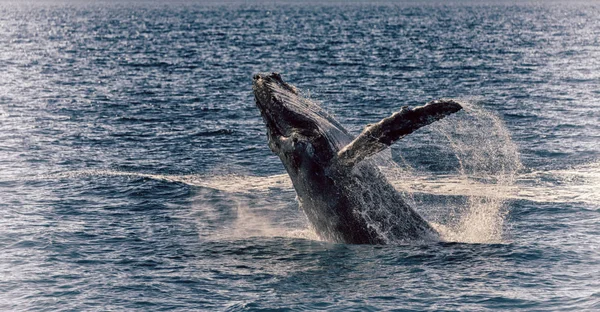 Na Austrália uma baleia livre no oceano — Fotografia de Stock