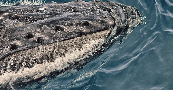 En Australia una ballena libre en el océano —  Fotos de Stock