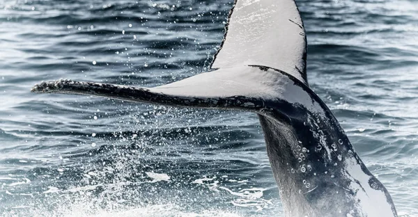 Na Austrália uma baleia livre no oceano — Fotografia de Stock