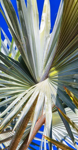 Am klaren Himmel der Palmenzweig — Stockfoto
