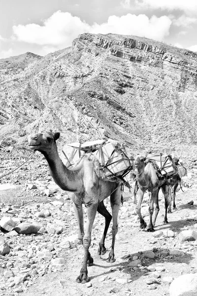 África en el viejo río seco un montón de camellos — Foto de Stock