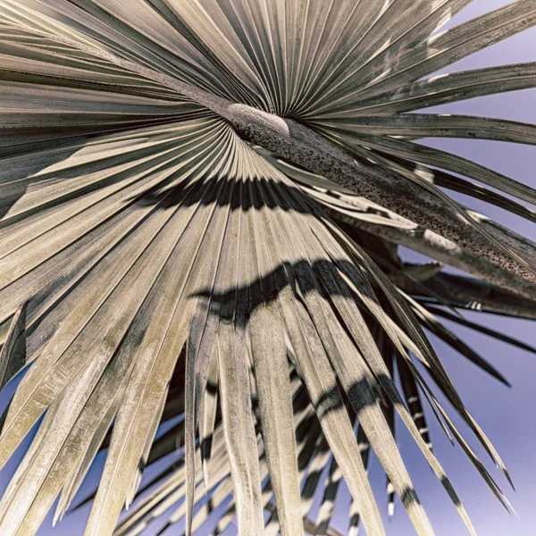 In the clear sky the branch of the palm — Stock Photo, Image