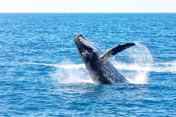 Australien Ein Freier Wal Ozean Wie Freiheitsbegriff Stockbild