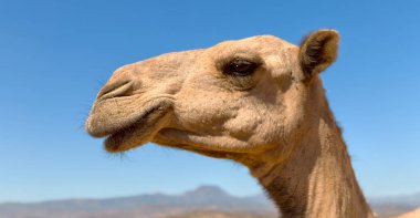 Etiyopya Afrika'da deve arka plan gibi gökyüzünde