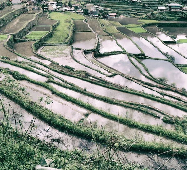 Terrace   field for  coultivation of rice — Stock Photo, Image