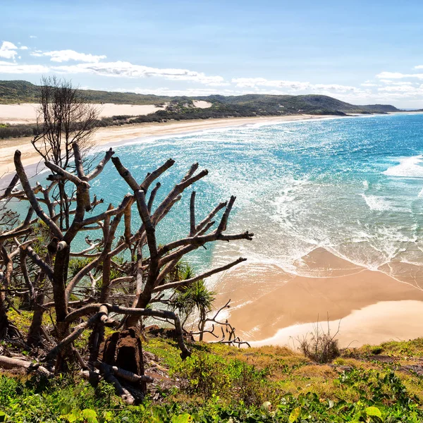 Na austrália a ilha de praia a árvore e rochas — Fotografia de Stock