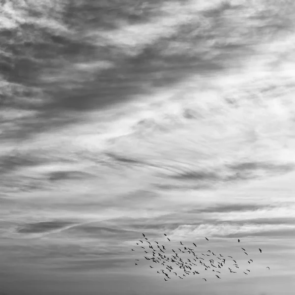 Stormo Uccelli Nel Cielo Limpido Vicino Tramonto Luce Nube — Foto Stock