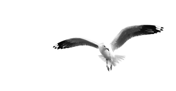 Australia Una Gaviota Blanca Libre Volando Cielo Despejado — Foto de Stock