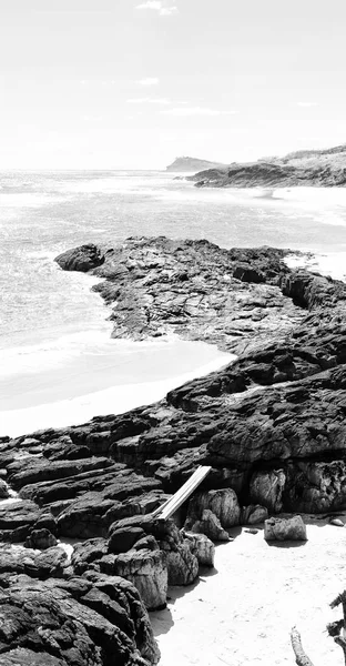 Австралии Пляж Острова Whitsunday Дерево Скалы — стоковое фото
