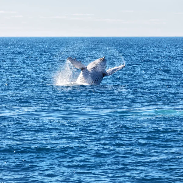 In australia a free whale in the ocean — Stock Photo, Image