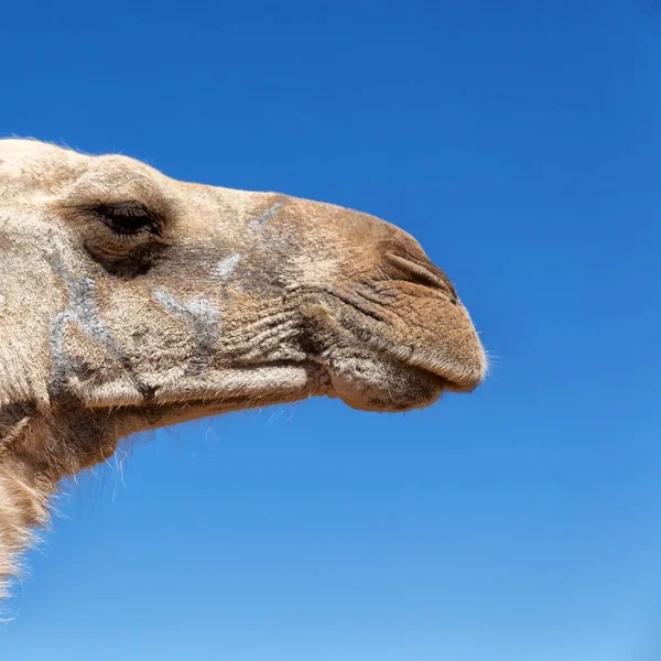 In the sky abstract background and camel — Stock Photo, Image