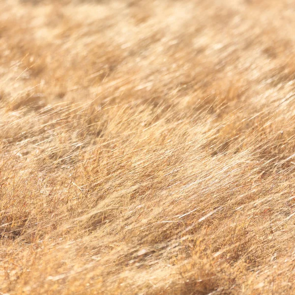 Rano i ligh fiels trawy — Zdjęcie stockowe