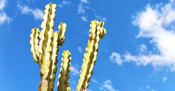 Etiopii Afrika Kaktus Rostlin Textury Jako Abstraktní Pozadí Obloze — Stock fotografie