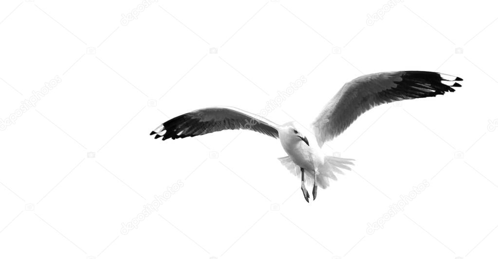 in australia a white free seagull flying in the clear sky