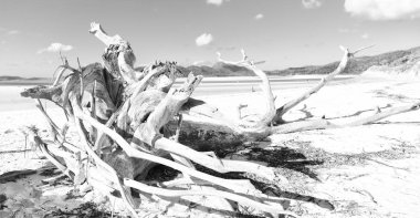 Avustralya whitsunday içinde ada ağaç ve paradise Körfezi'beach