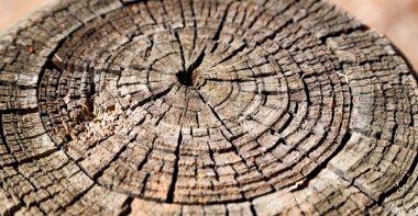 yüzey ağaç arka plan tahıl gibi soyut doku