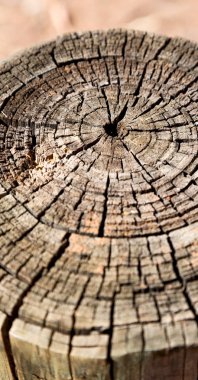 yüzey ağaç arka plan tahıl gibi soyut doku