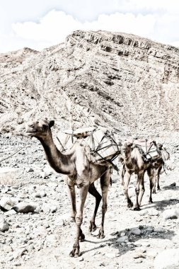 Develer eski kuru dere çok Afrika'da