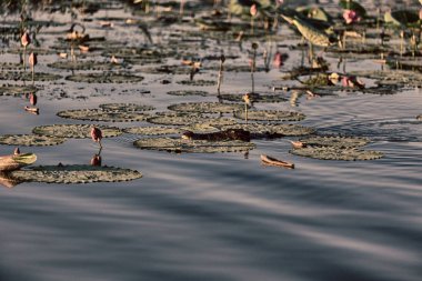huzur ile nilüfer su çiçeği çiçek havuzda
