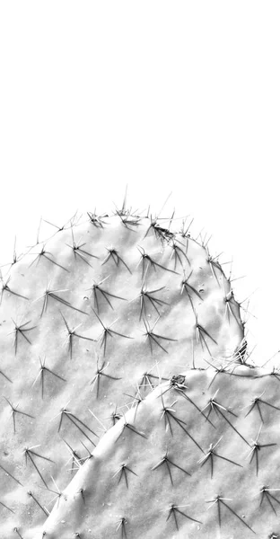 Etiópia Afrika Kaktusz Növény Textúra Mint Hátsó Szobai Absztrakt Égen — Stock Fotó