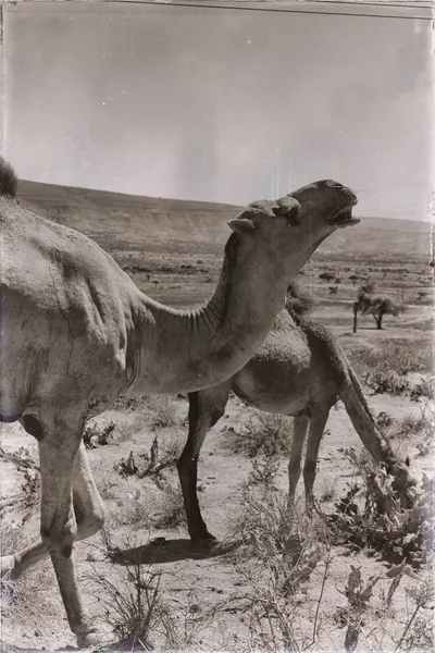 Etiopia Africa nel vecchio mercato un sacco di cammelli — Foto Stock