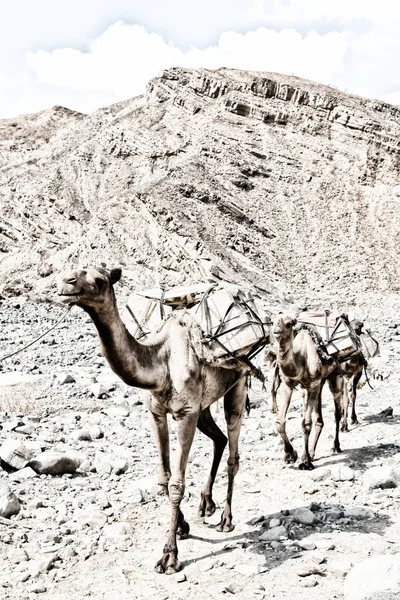Africa nel vecchio fiume asciutto un sacco di cammelli — Foto Stock