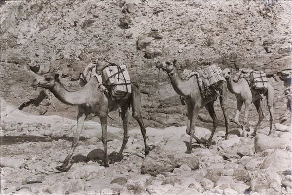 在达纳吉尔凹地埃塞俄比亚非洲在老干河许多骆驼与采矿盐在谷走在市场上 — 图库照片