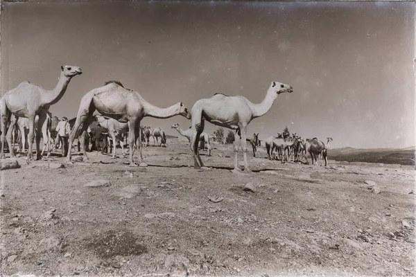 Danakil Etiopien Afrika Gamla Marknaden Massor Kamel Redo Att Sälja — Stockfoto