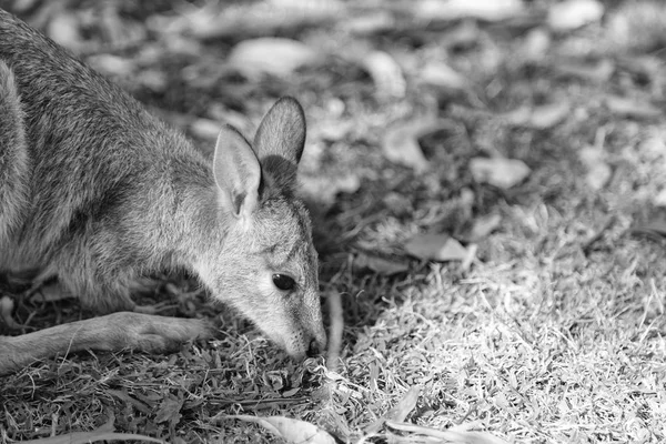 Australia Parque Natural Cerca Del Canguro Cerca Arbusto —  Fotos de Stock