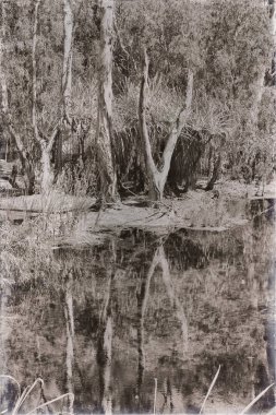 doğada palmiye ve göl