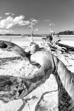  ağaç ve paradise Körfezi'beach