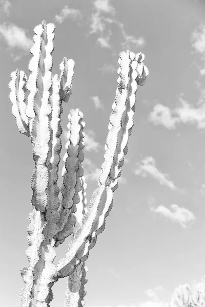 In the sky  like backround abstract   cactus plant — Stock Photo, Image