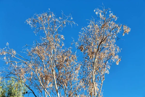 Baum und Blatt im klaren Himmel — Stockfoto